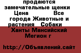 продаются замечательные щенки › Цена ­ 10 000 - Все города Животные и растения » Собаки   . Ханты-Мансийский,Мегион г.